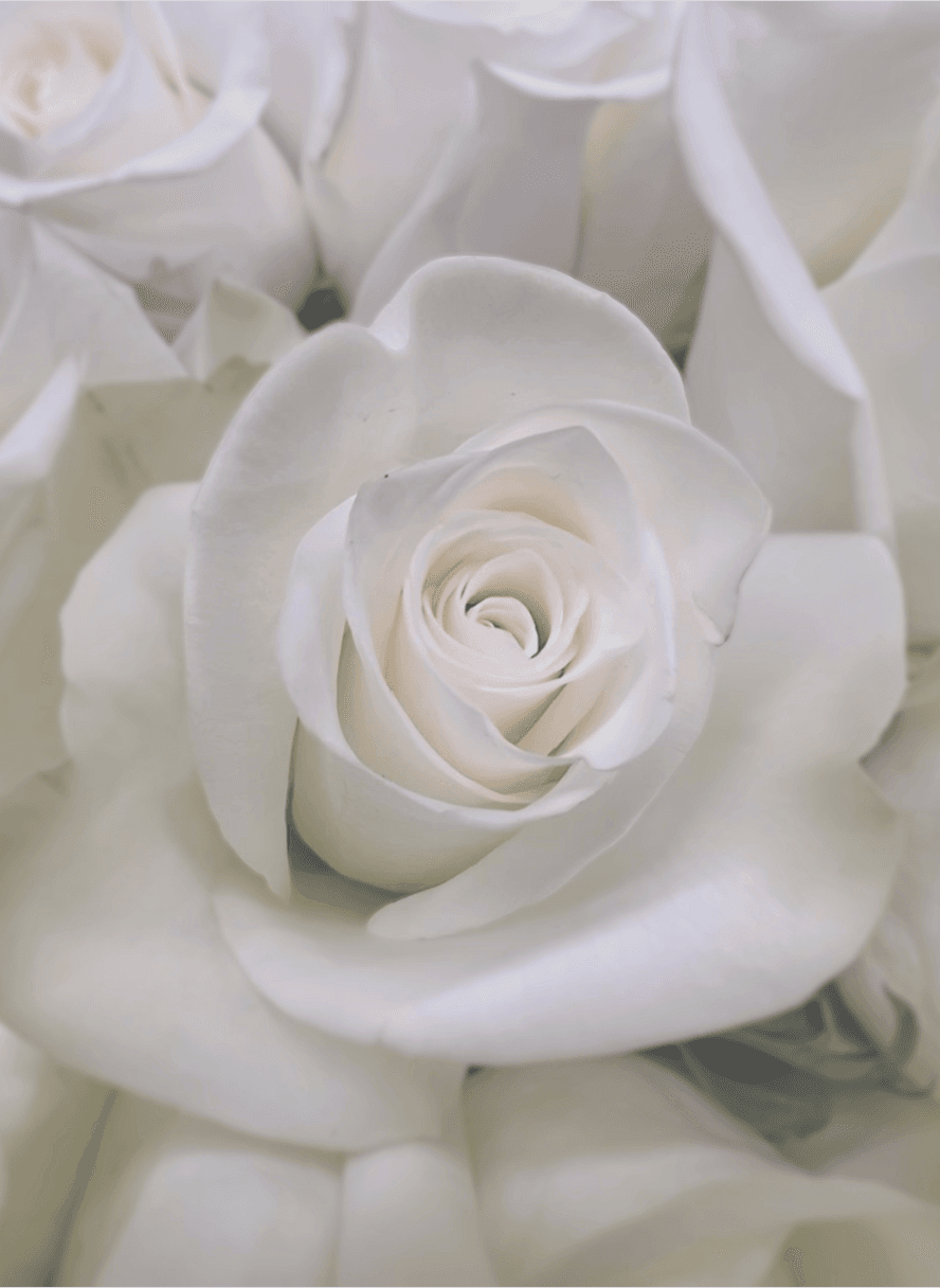 White Rose