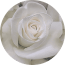 White Rose